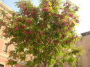 اقاقیای توپی(پیوندی)